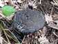 Pikkelyes tinóru (Strobilomyces strobilaceus), Mátra